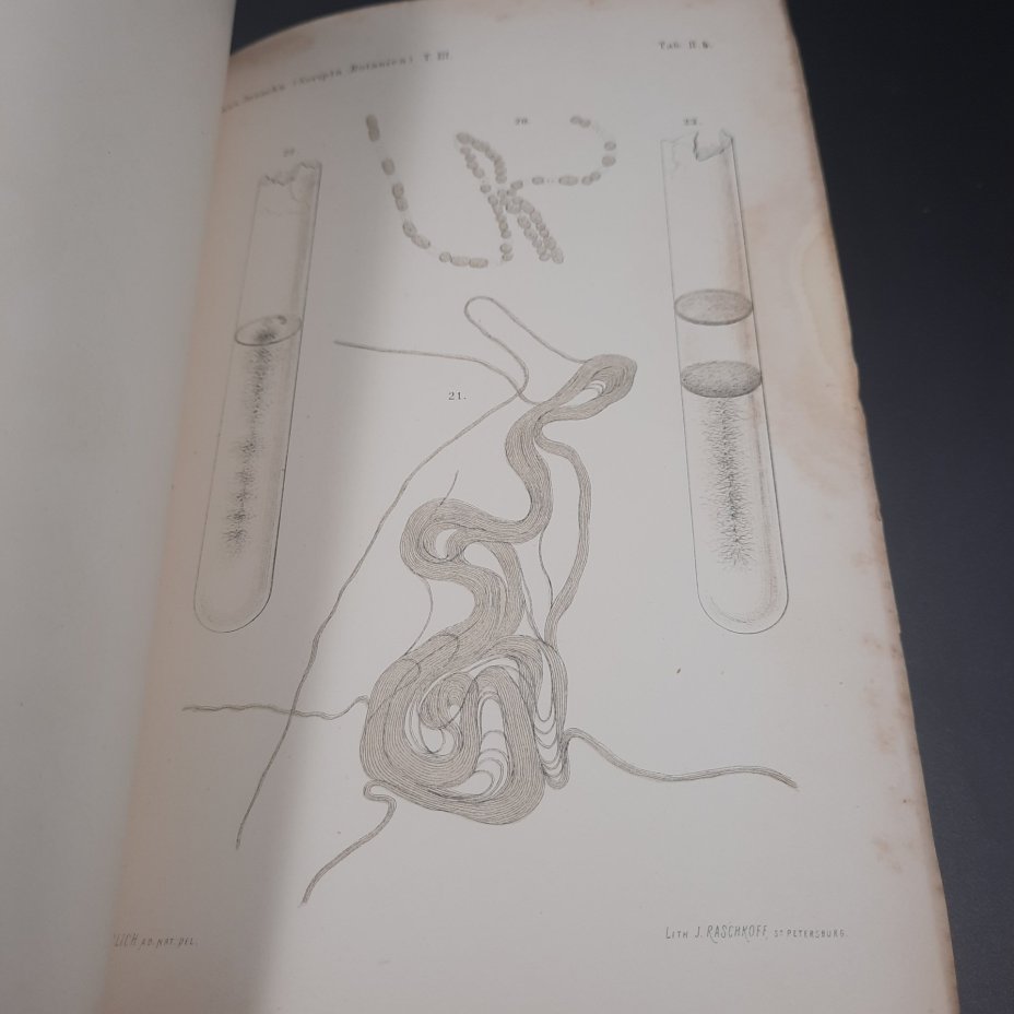 Бекетов А.Н., Гоби Хр. "Ботанические записки, издаваемые при Ботаническом саде Императорского Санкт-Петербургского университета", том III, выпуск 2