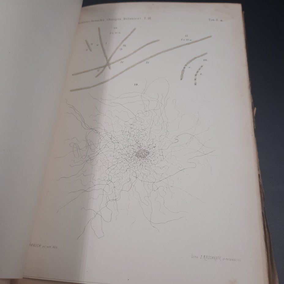 Бекетов А.Н., Гоби Хр. "Ботанические записки, издаваемые при Ботаническом саде Императорского Санкт-Петербургского университета", том III, выпуск 2