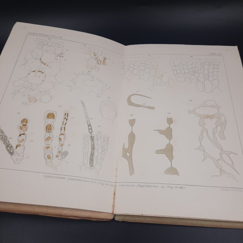 Бекетов А.Н., Гоби Хр. "Ботанические записки, издаваемые при Ботаническом саде Императорского Санкт-Петербургского университета", выпуск 20