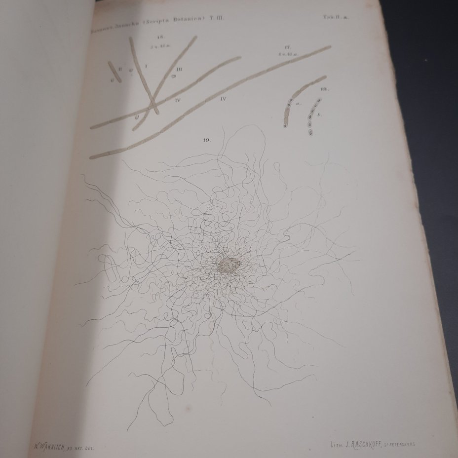 Бекетов А.Н., Гоби Хр. "Ботанические записки, издаваемые при Ботаническом саде Императорского Санкт-Петербургского университета", том III, выпуск 2