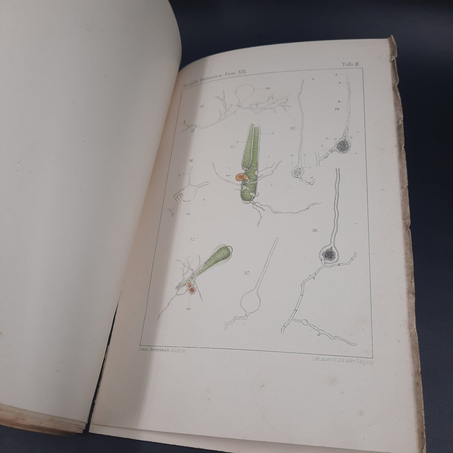 Бекетов А.Н., Гоби Хр. "Ботанические записки, издаваемые при Ботаническом саде Императорского Санкт-Петербургского университета", выпуск 19