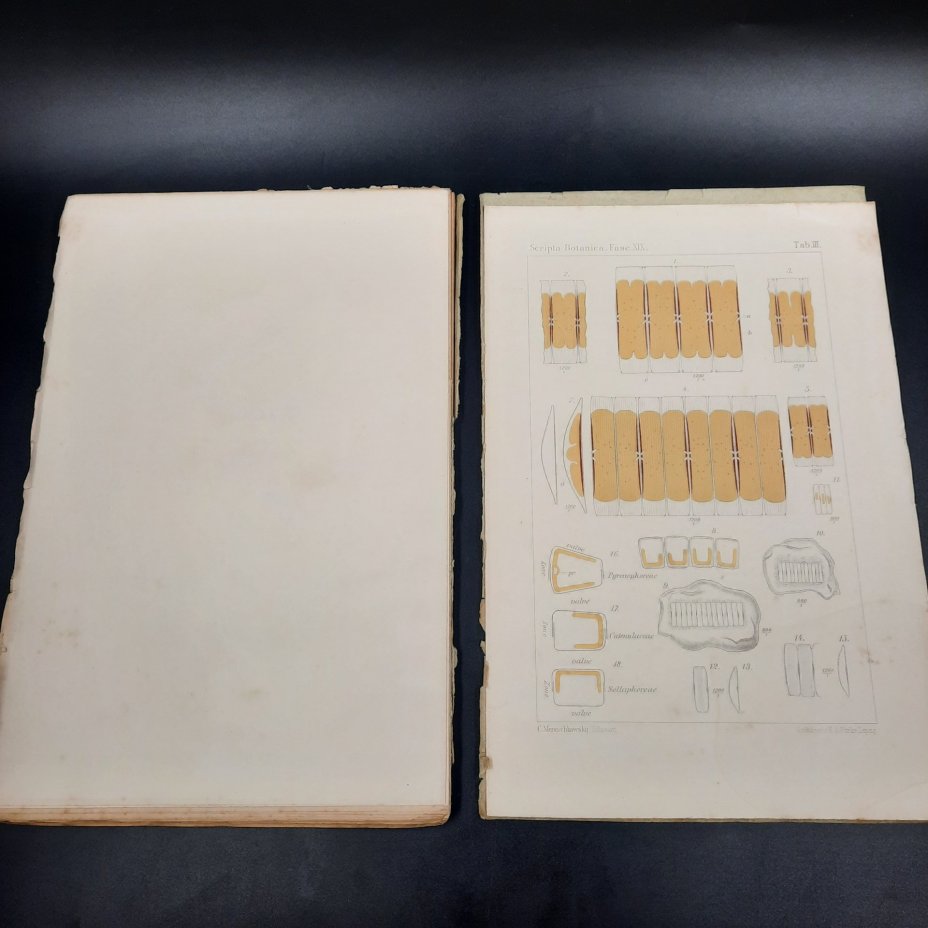 Бекетов А.Н., Гоби Хр. "Ботанические записки, издаваемые при Ботаническом саде Императорского Санкт-Петербургского университета", выпуск 19