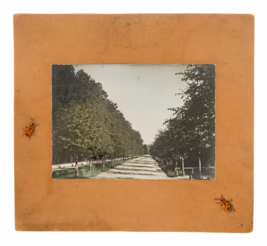 Колоризированная фотография в паспарту с декоративными графичными изображениями насекомых, бумага, печать, Российская империя, 1900-1910 гг.