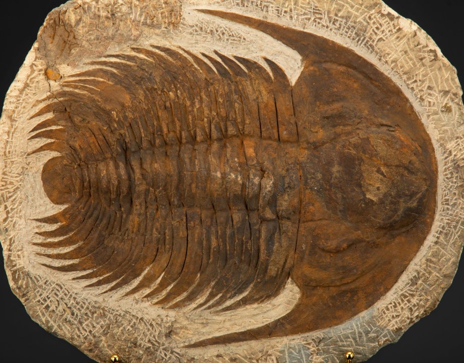 Трилобит Acadoparadoxides sp. (трилобит из кембрийских отложений Марокко, горный хребет Анти-Атлас)