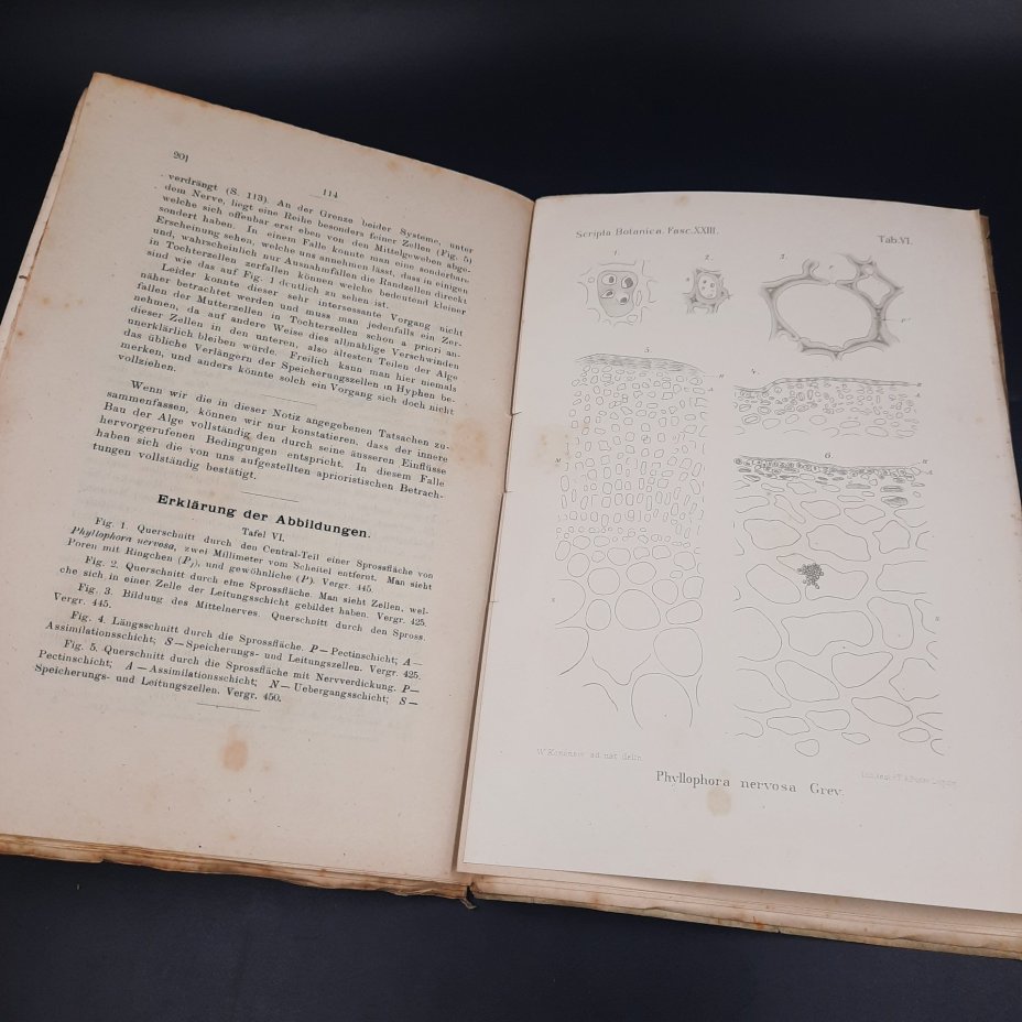 Бекетов А.Н., Гоби Хр. "Ботанические записки, издаваемые при Ботаническом саде Императорского Санкт-Петербургского университета", выпуск 23