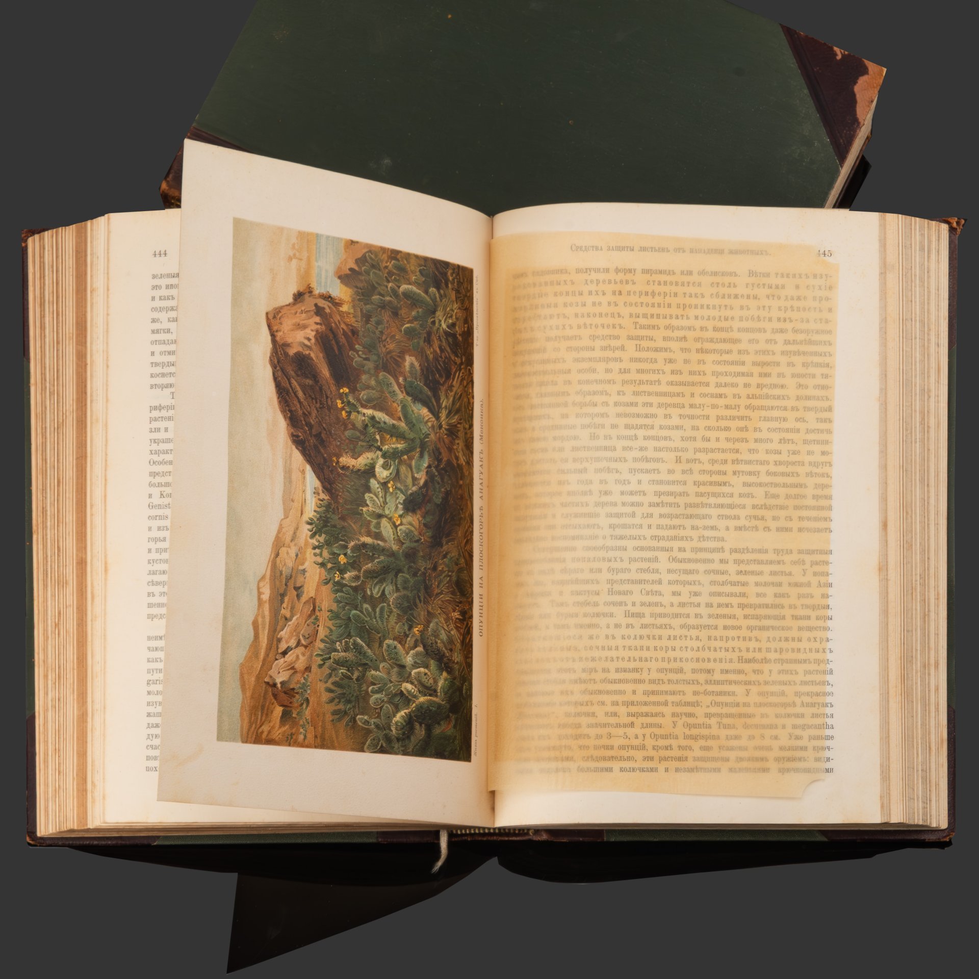 Книга А. Кернер фон-Марилаун «Жизнь растений» с иллюстрациями, том 1, том 2, бумага, печать, кожа, тиснение, золочение, Книгоиздательское товарищество «Просвещение», Российская империя, 1903 г.