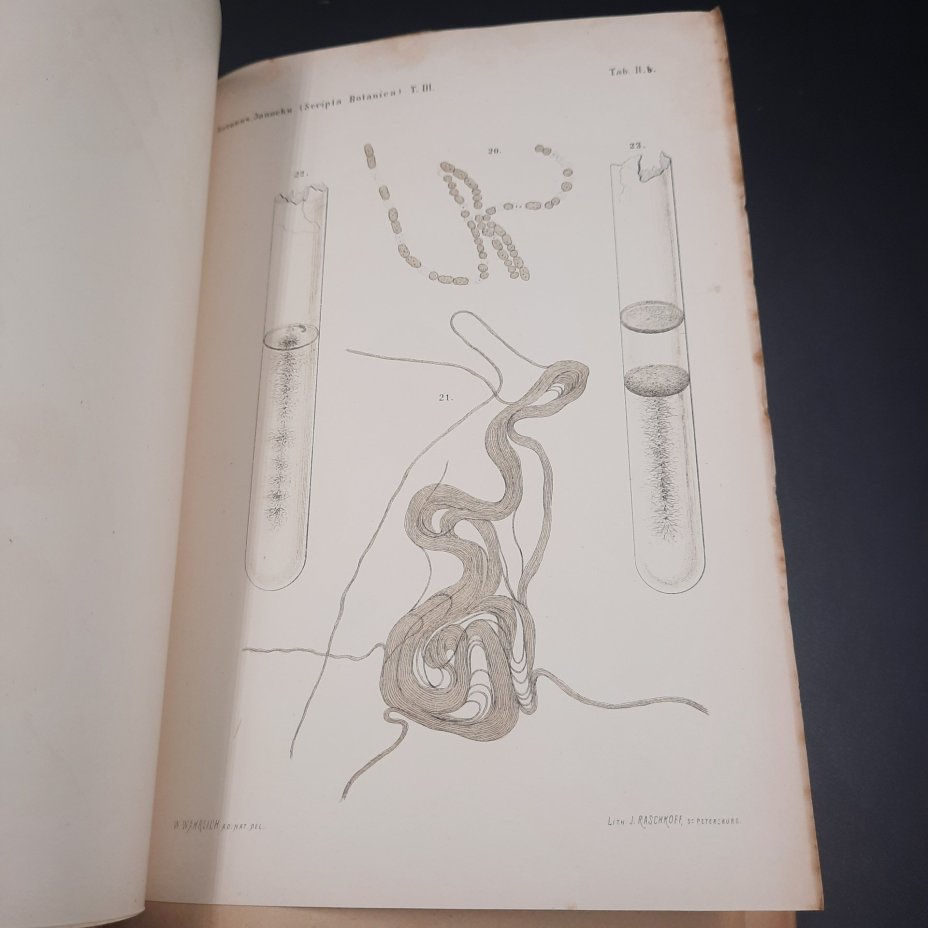 Бекетов А.Н., Гоби Хр. "Ботанические записки, издаваемые при Ботаническом саде Императорского Санкт-Петербургского университета", том III, выпуск 2
