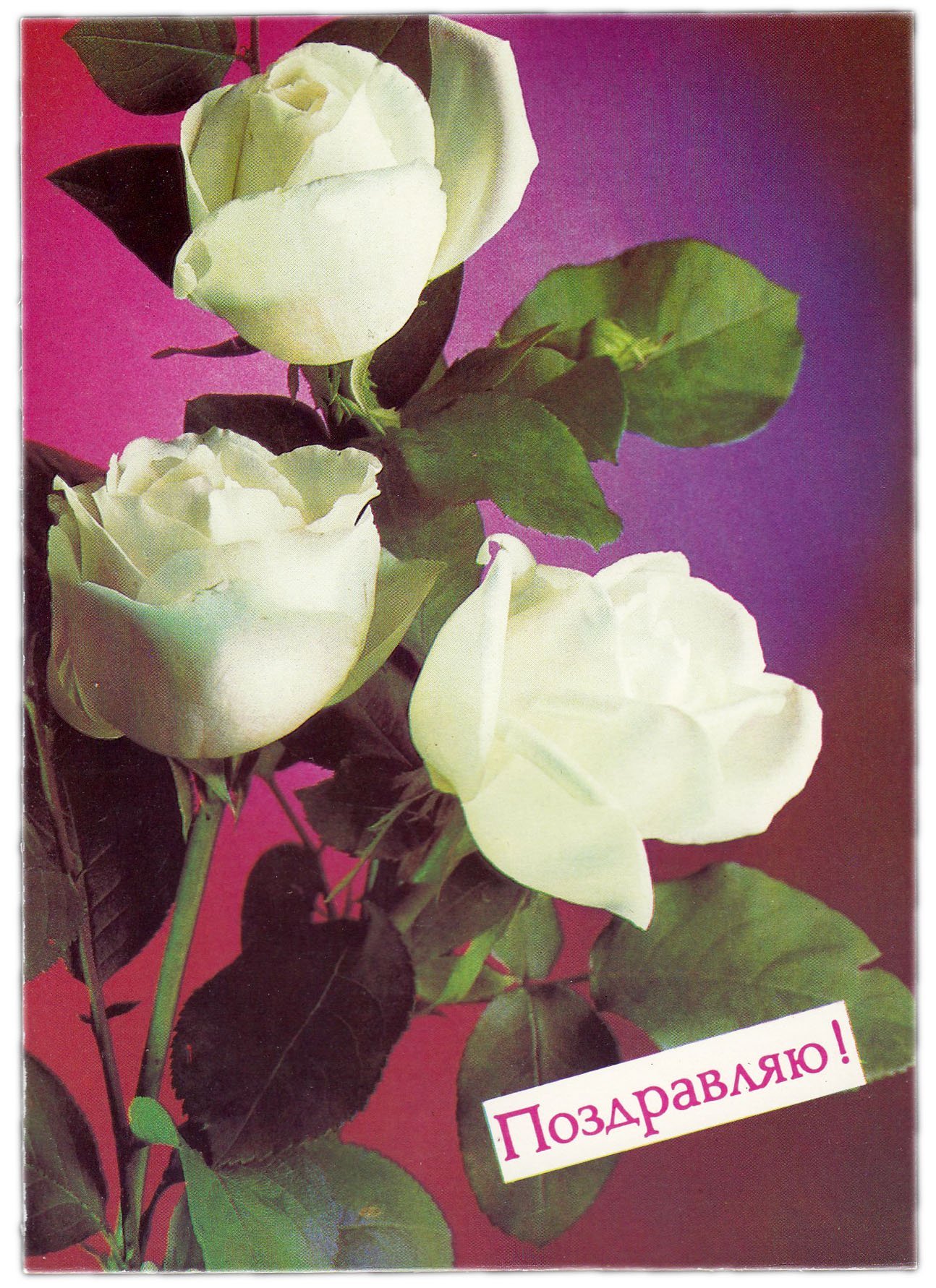 Открытка (почтовое вложение) "Поздравляю" фот. Костенко 1988