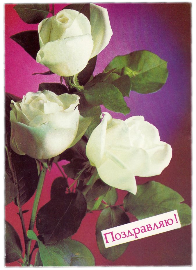 Открытка (почтовое вложение) "Поздравляю" фот. Костенко 1988