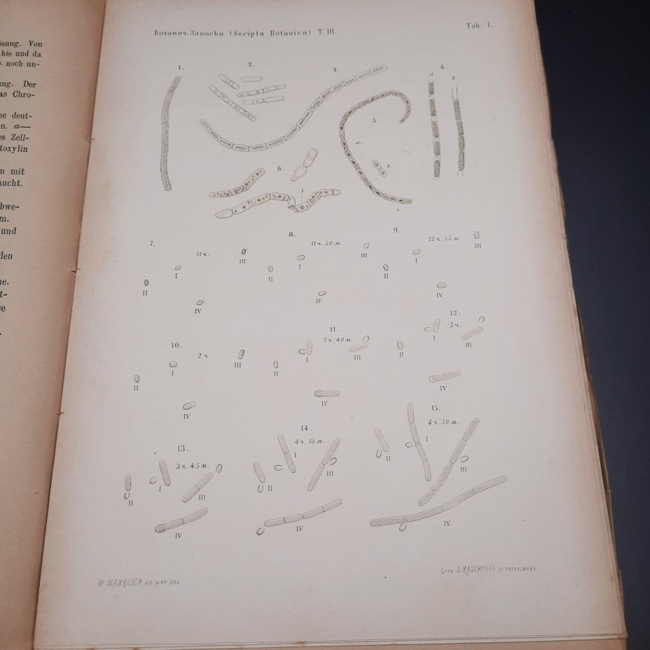 Бекетов А.Н., Гоби Хр. "Ботанические записки, издаваемые при Ботаническом саде Императорского Санкт-Петербургского университета", том III, выпуск 2