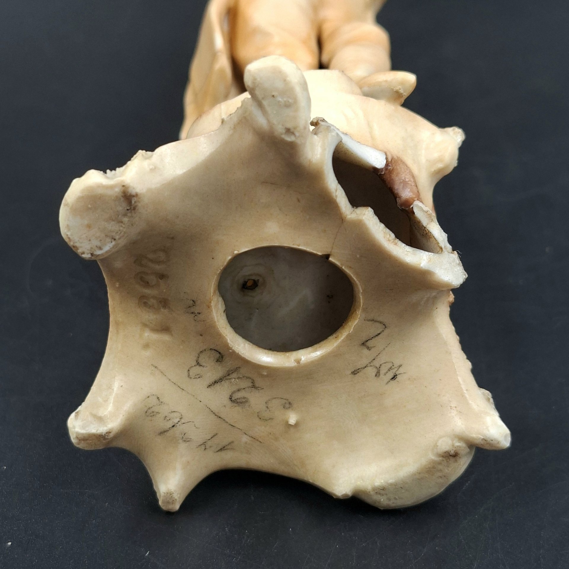 Статуэтка "Галантный кавалер", фарфор, роспись, Западная Европа, 1880-1920 гг.