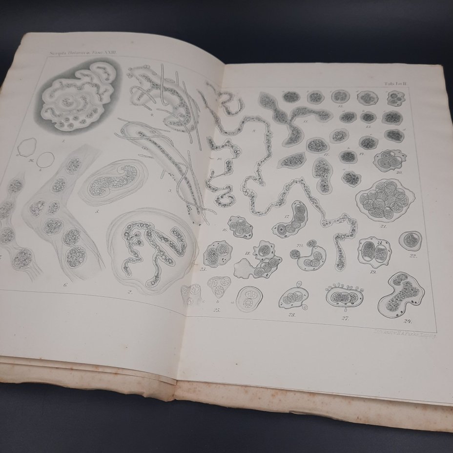 Бекетов А.Н., Гоби Хр. "Ботанические записки, издаваемые при Ботаническом саде Императорского Санкт-Петербургского университета", выпуск 23