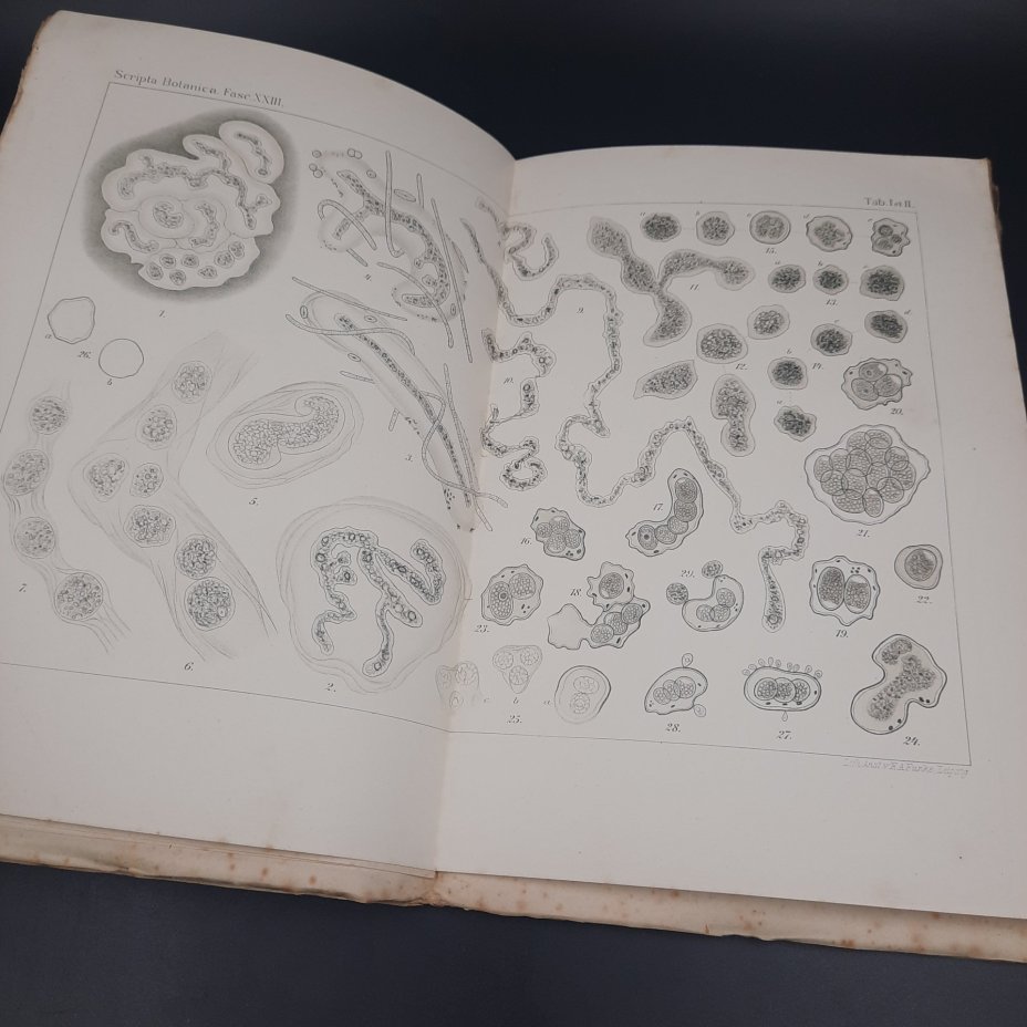 Бекетов А.Н., Гоби Хр. "Ботанические записки, издаваемые при Ботаническом саде Императорского Санкт-Петербургского университета", выпуск 23