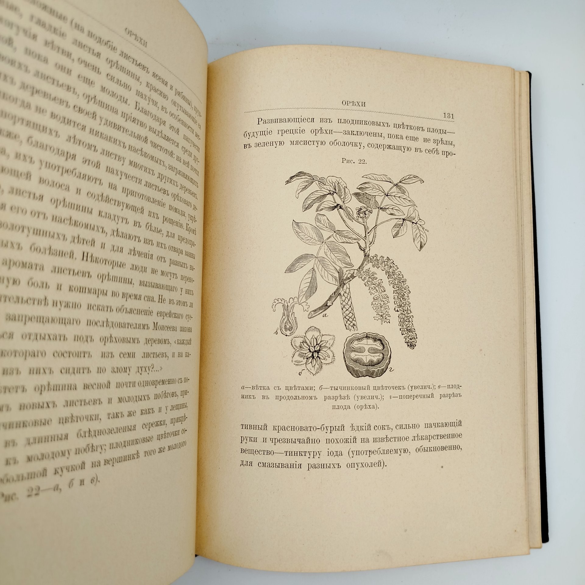 Кайгородов Д.Н. "Из зеленого царства. Популярные очерки из мира растений", издание 6-е