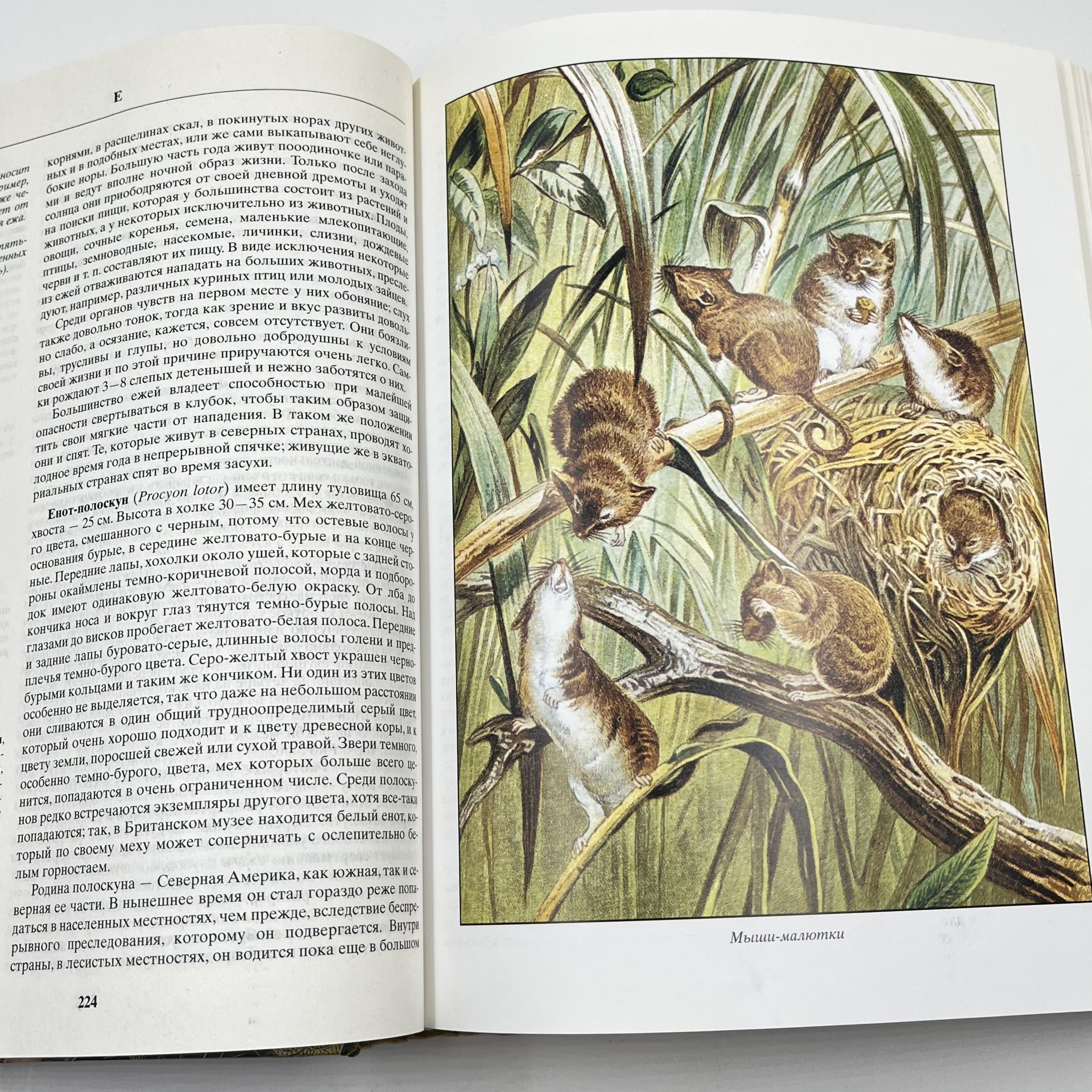 Книга "Жизнь животных", авт. Альфред Брем, бумага, печать, Издательство «Эксмо», Россия, 2004 г., Издательство «Эксмо»