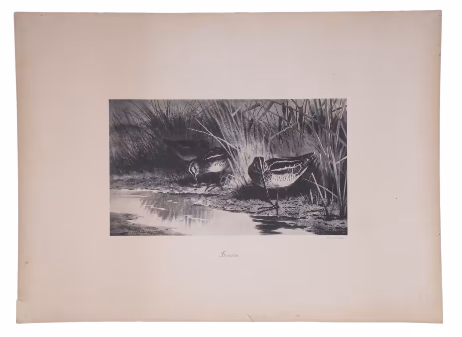 Фототипия "Бекасы", бумага,  П.Павлов, Россия, 1900-1920 гг.